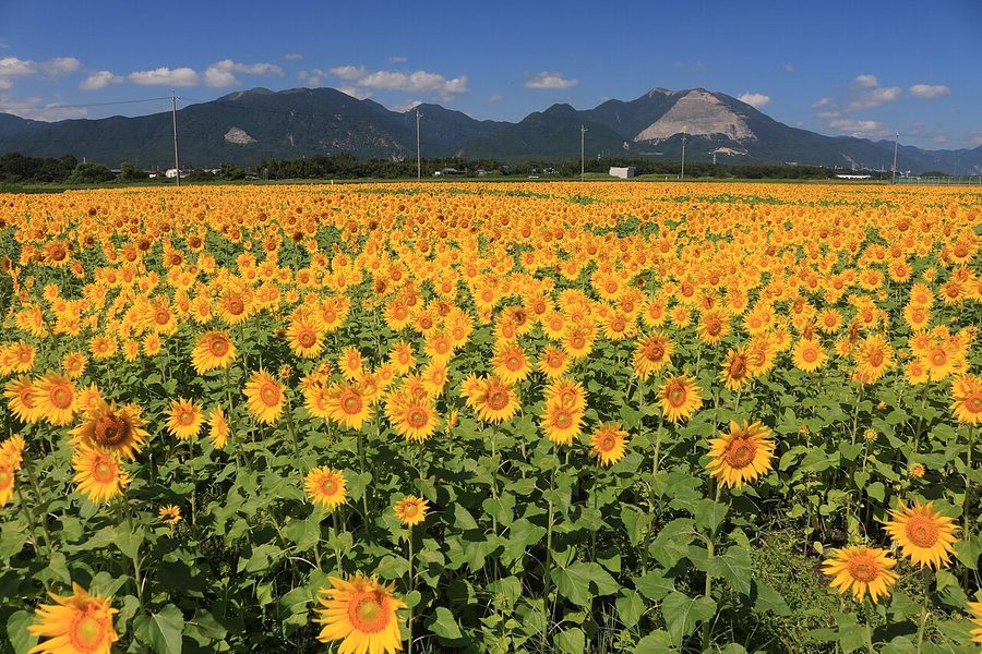 ひまわり畑と竜ヶ岳・藤原岳