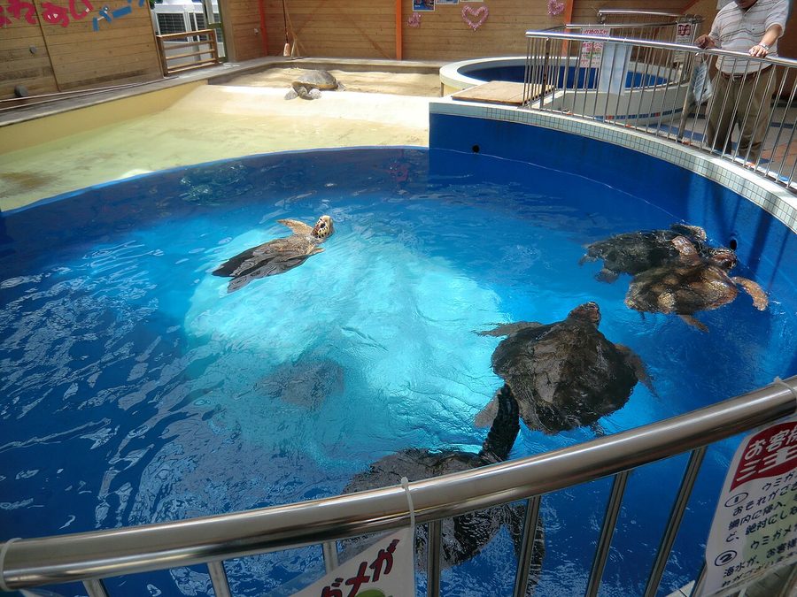 ウミガメプール