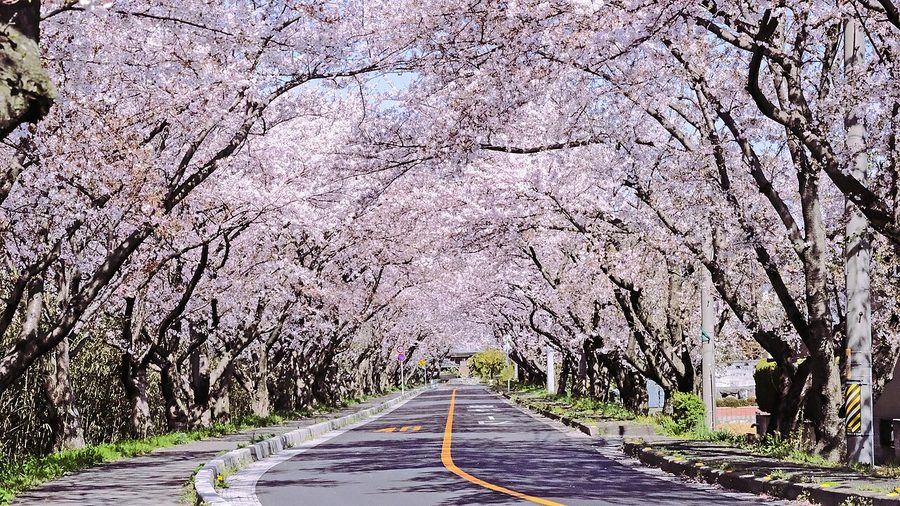鍋田川堤の桜並木
