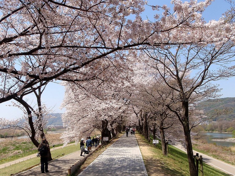 背割堤の桜並木