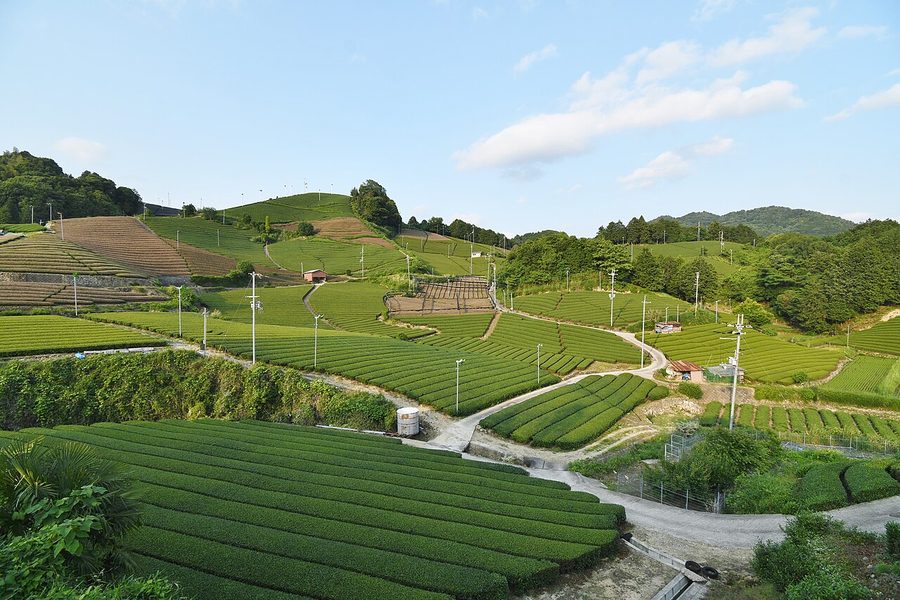 石寺の茶畑