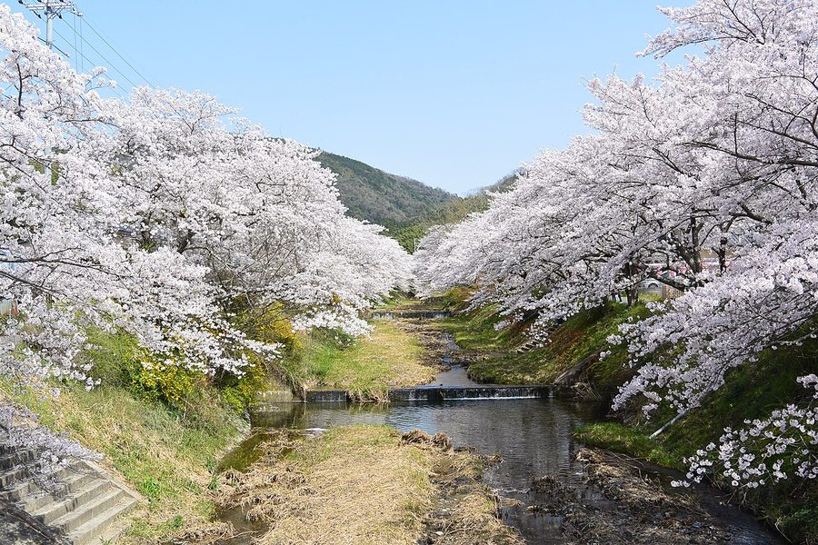 玉川沿いの桜並木