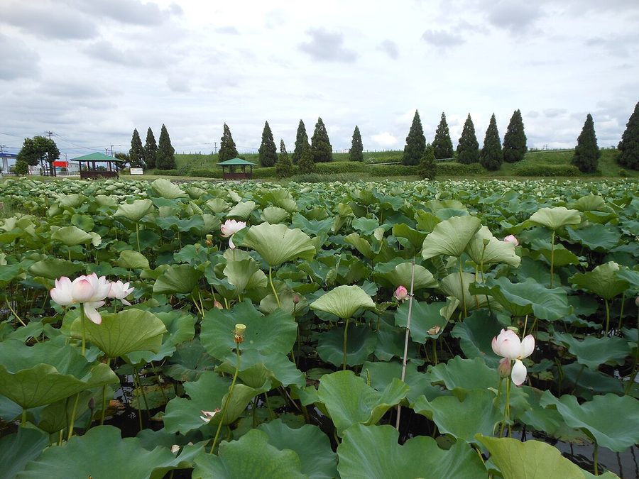 千栗土居公園のハス