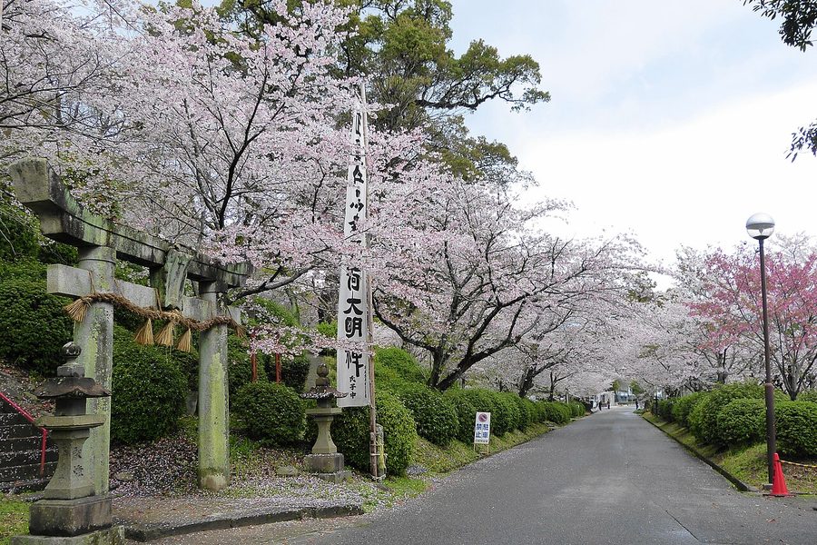 小城公園の桜並木