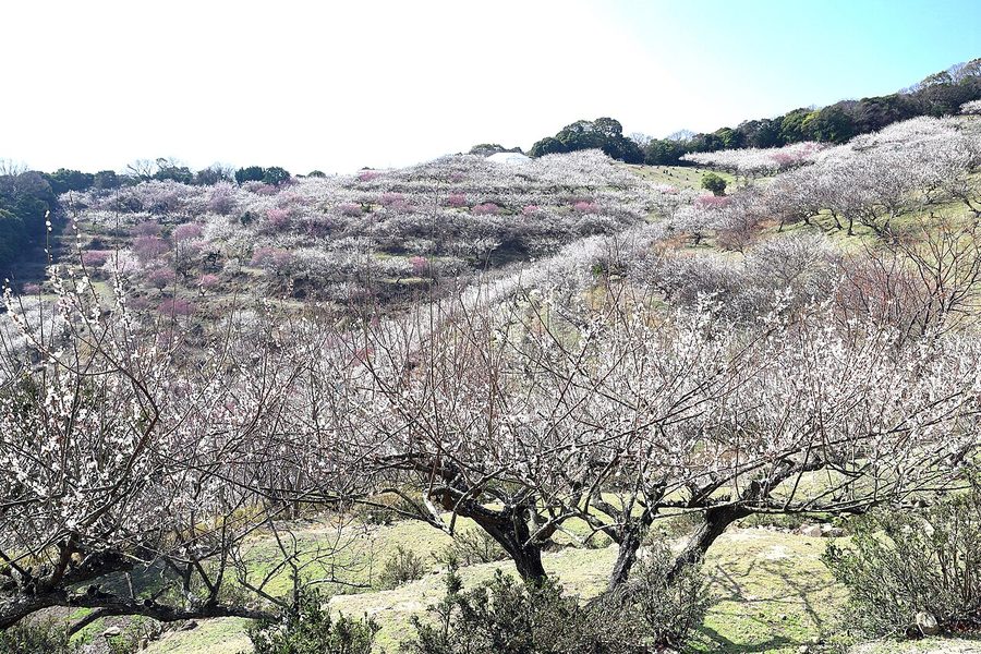 綾部山の梅林