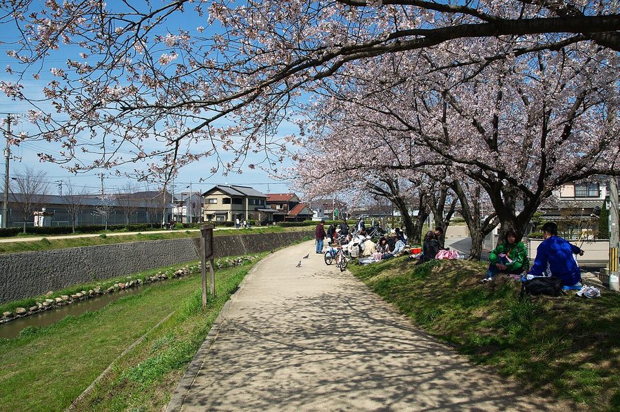 喜瀬川沿いの桜並木