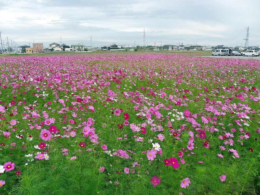 天満大池近くに広がるコスモス畑