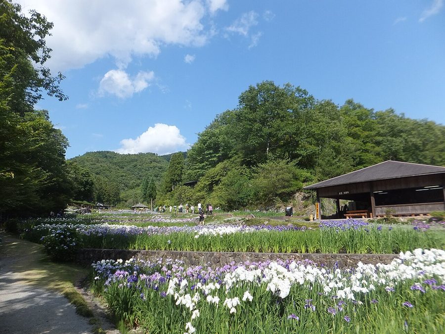 播州山崎花菖蒲園
