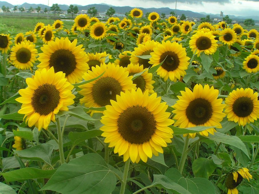 小野市立ひまわりの丘公園のひまわり畑