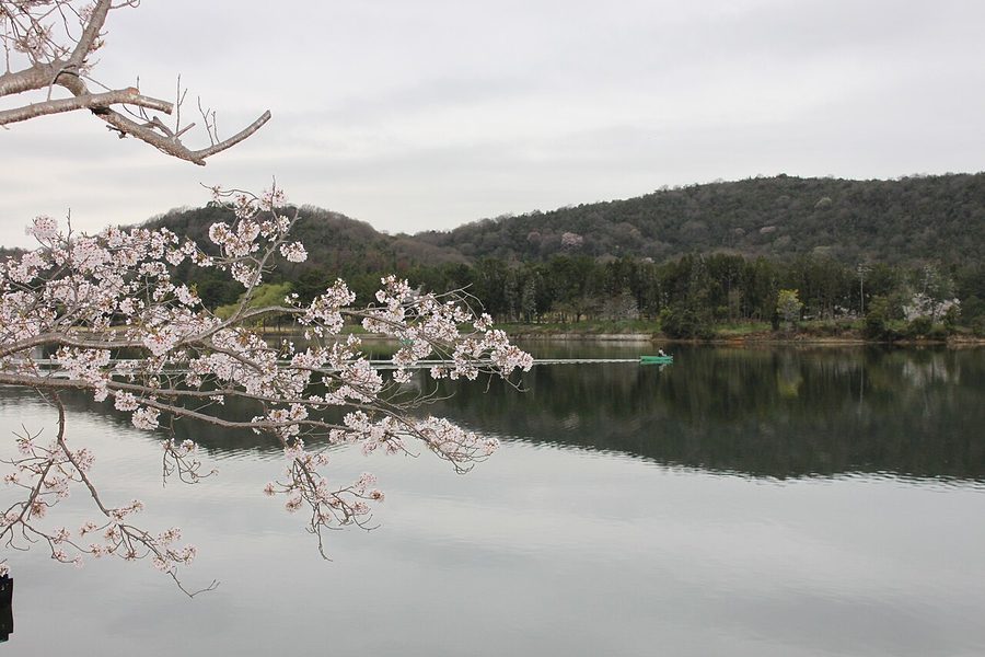 桜の時期の鴨池（県立自然公園）