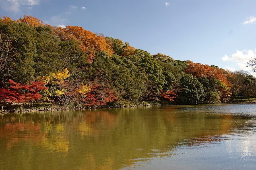 紅葉に彩られた明石城跡（明石公園）の池