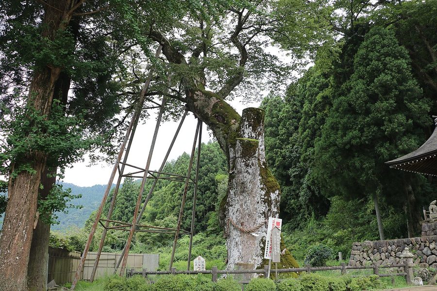八代の大カツラ