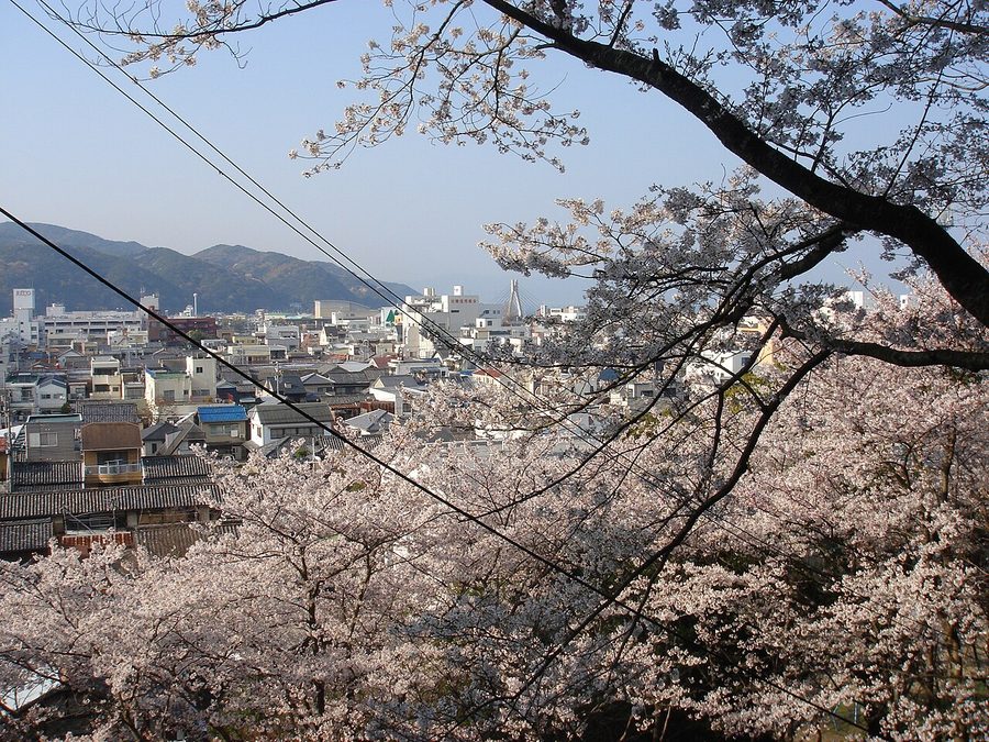 曲田山の桜越しに望む洲本市街地