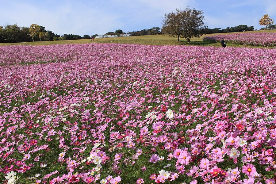 あわじ花さじきのコスモス畑