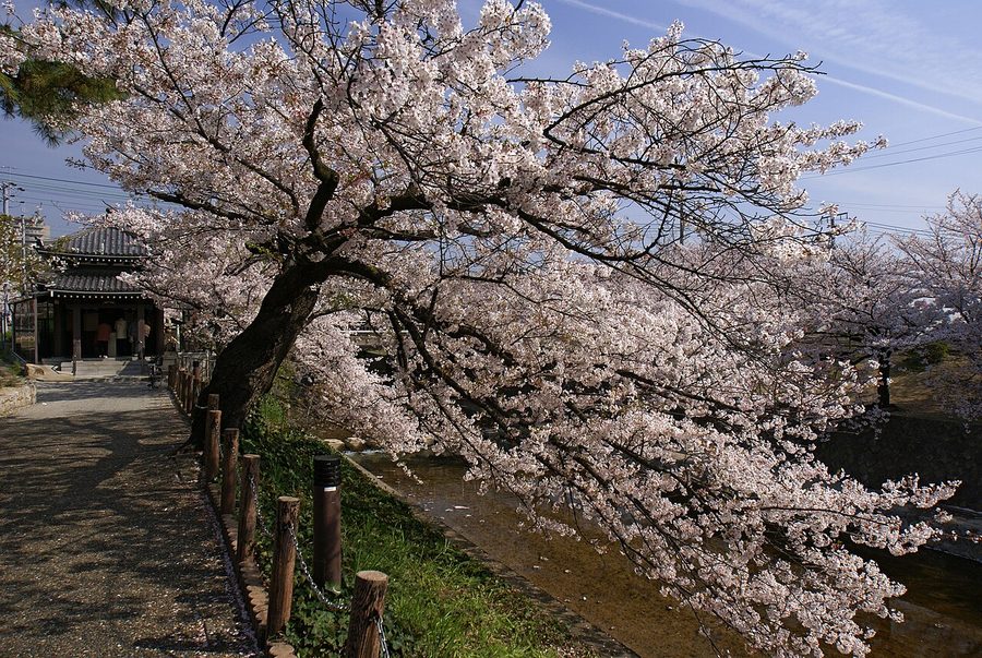 夙川沿いの桜並木
