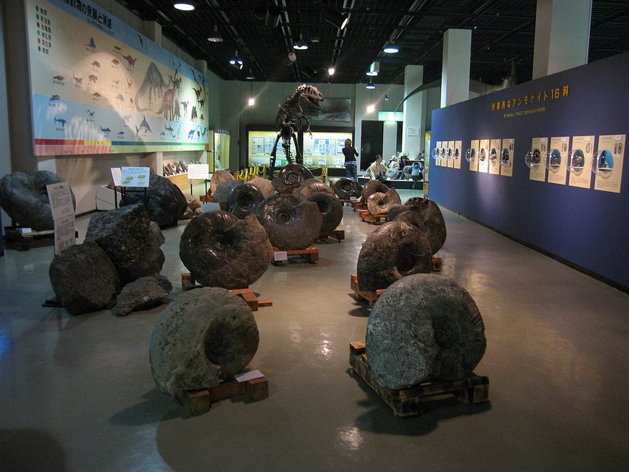 三笠市立博物館の展示室