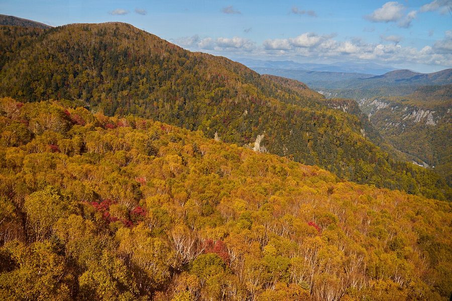 紅葉に染まる黒岳の斜面