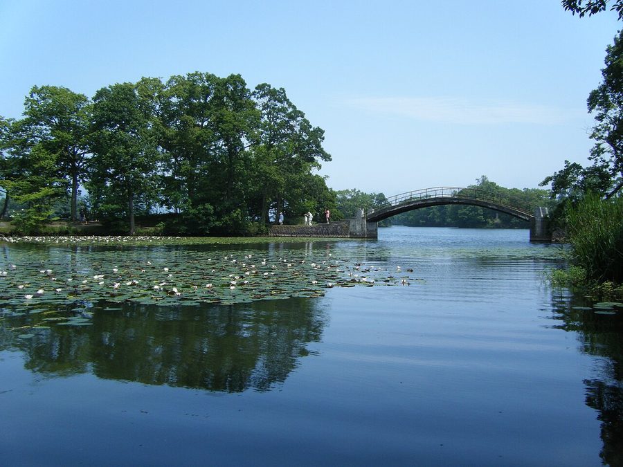大沼公園の橋と睡蓮