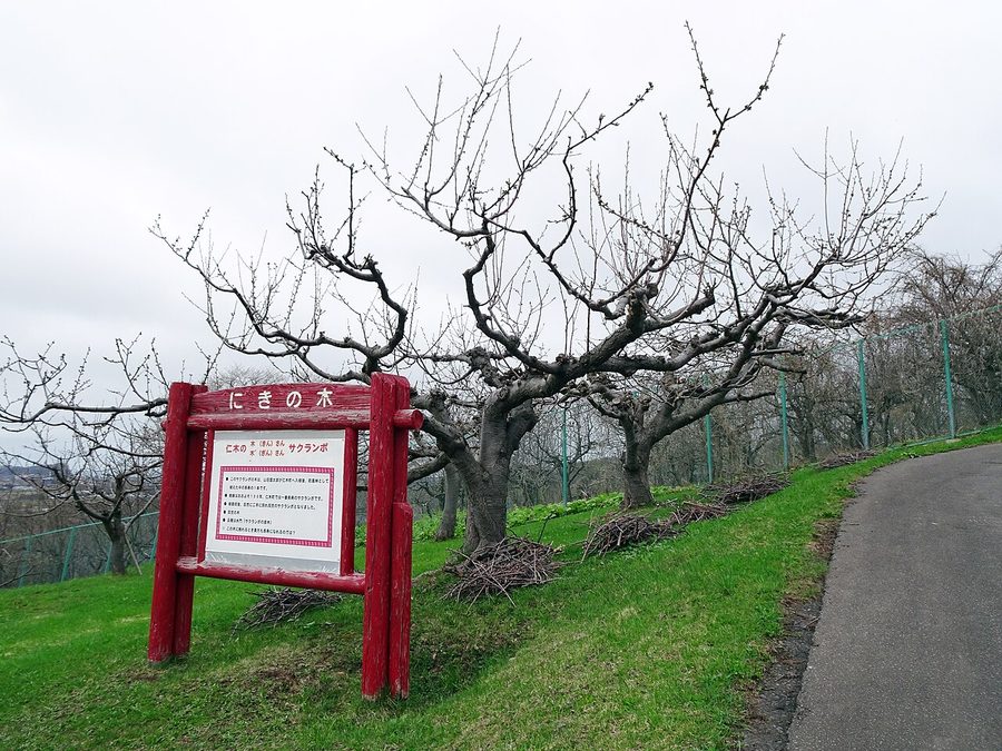 農村公園フルーツパークにきの「にきの木」