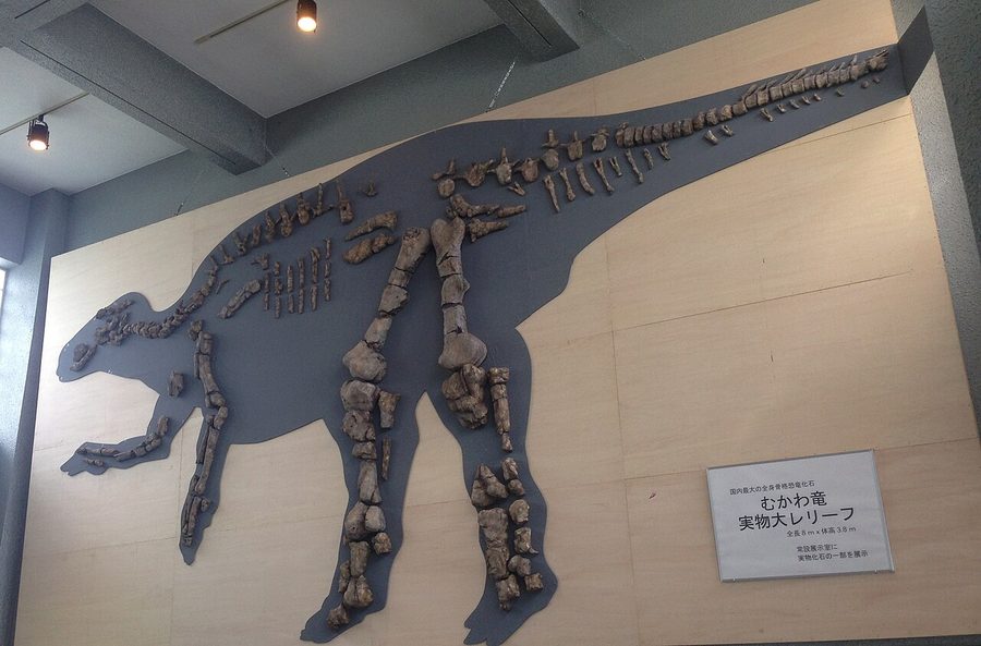 むかわ竜の実物大レリーフ