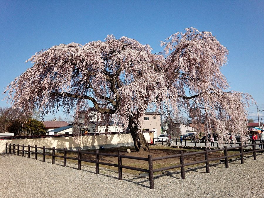 法亀寺のしだれ桜