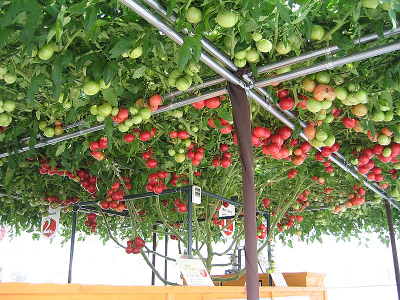 えこりん村「花の牧場」のトマトの木
