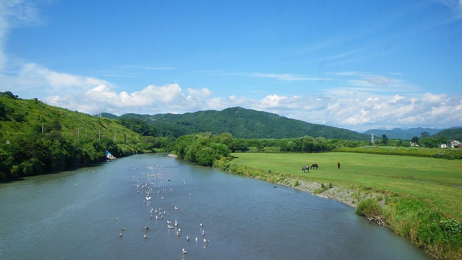 三石川沿いの牧草地で放牧される馬