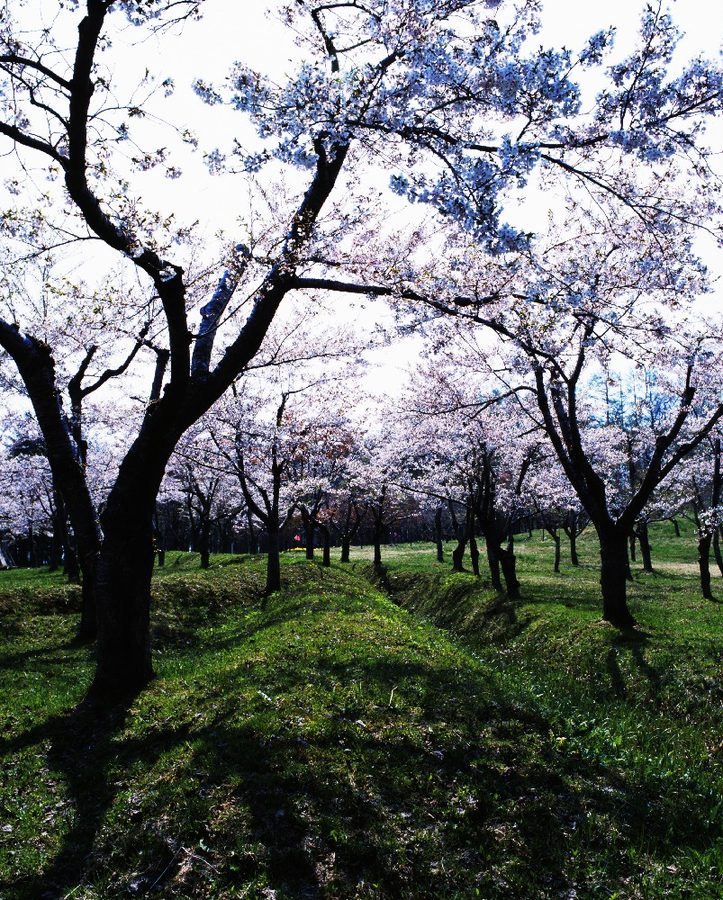 館城跡の桜並木