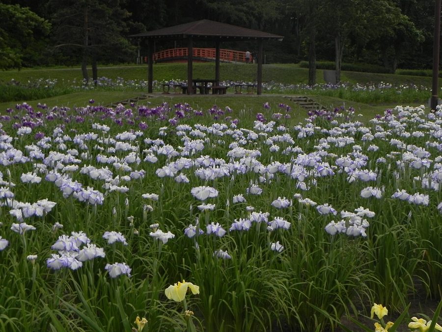 芽室公園の花菖蒲園