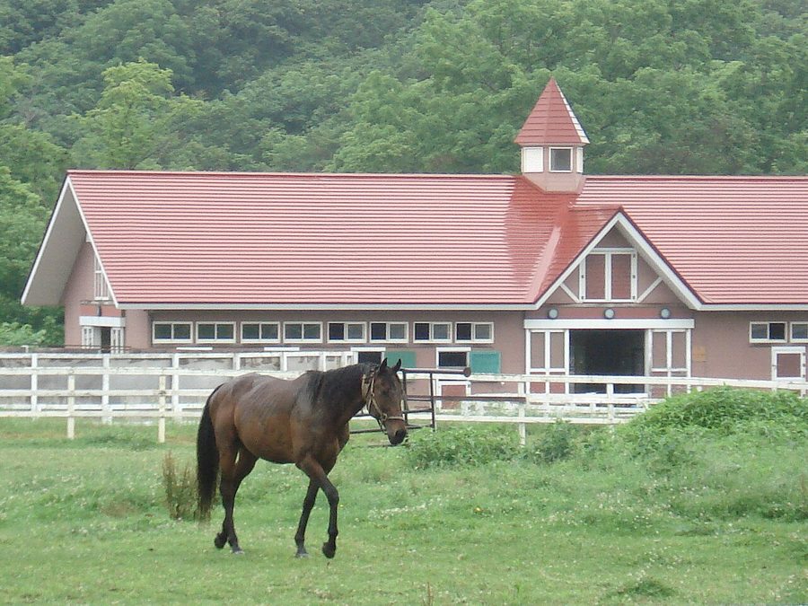 優駿ビレッジAERUの放牧場を歩く馬