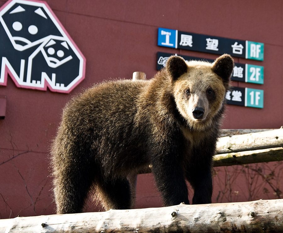 のぼりべつクマ牧場のヒグマ