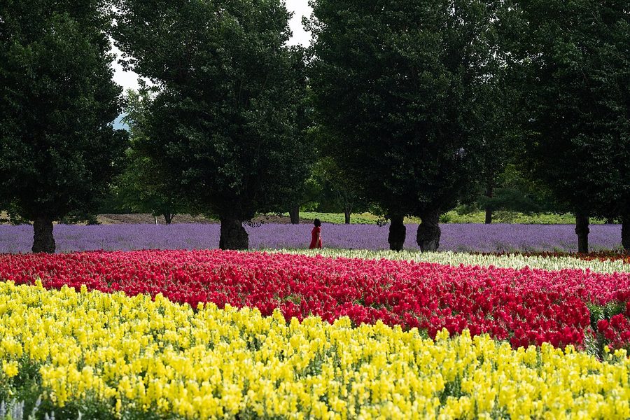 色とりどりの花畑