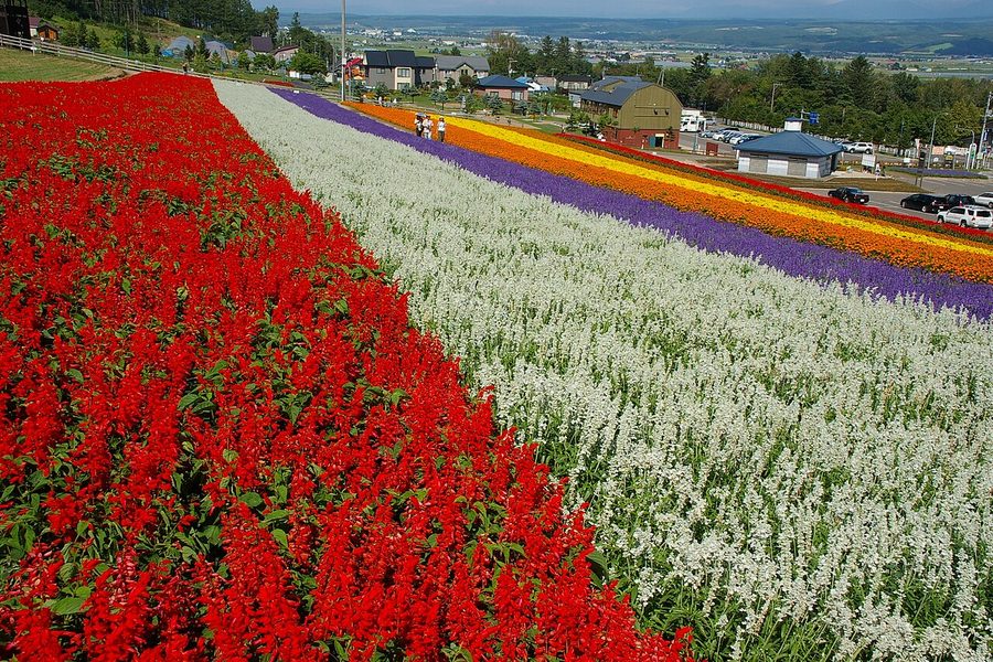 虹色の花畑
