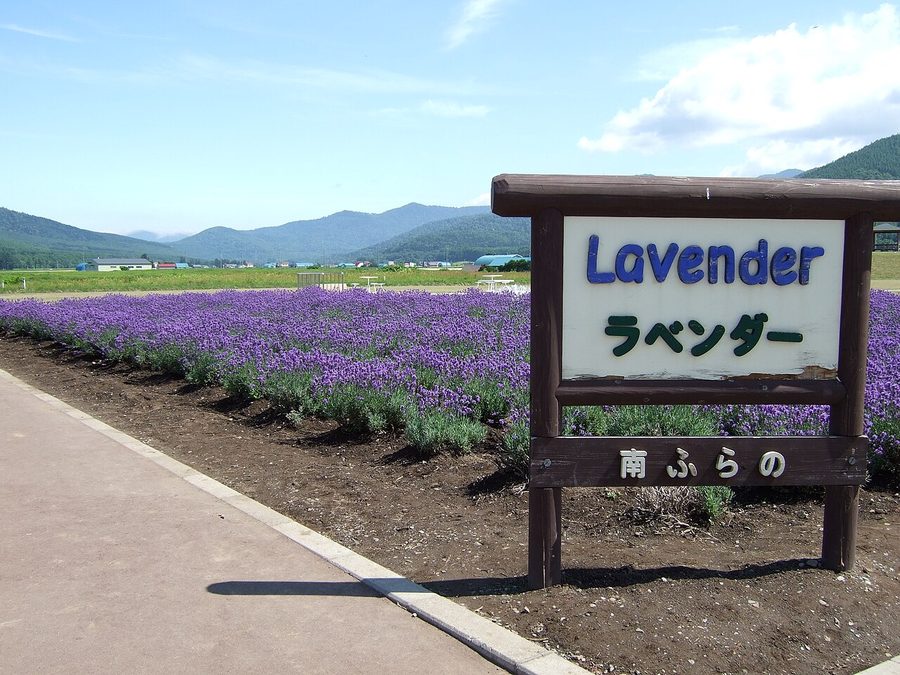 道の駅南ふらののラベンダー畑