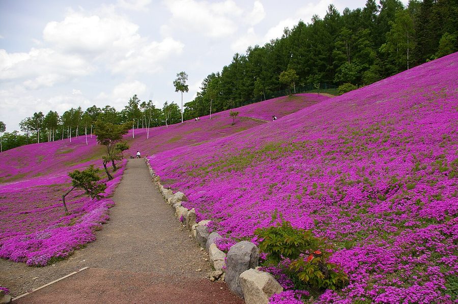 滝上公園のシバザクラ