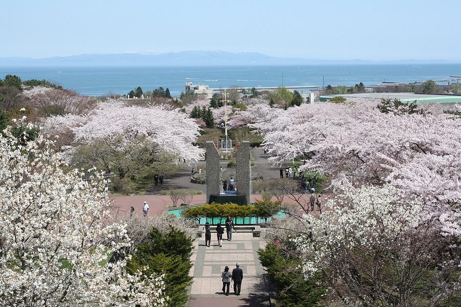 オニウシ公園（道の駅）から見た桜並木と内浦湾