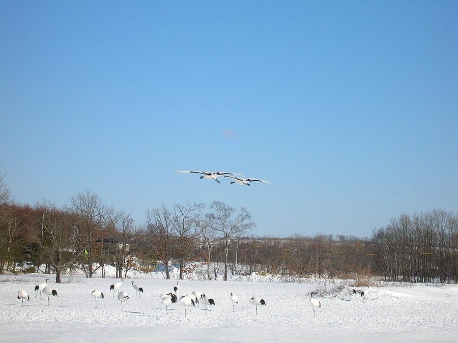 雪原に舞い降りる丹頂鶴（タンチョウ）の群れ
