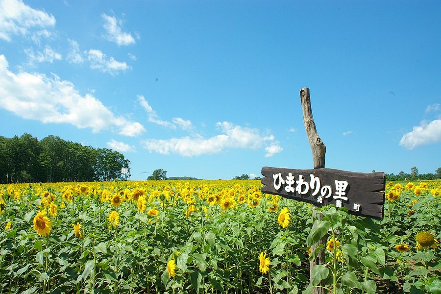 ひまわりの里の入口に立つ看板