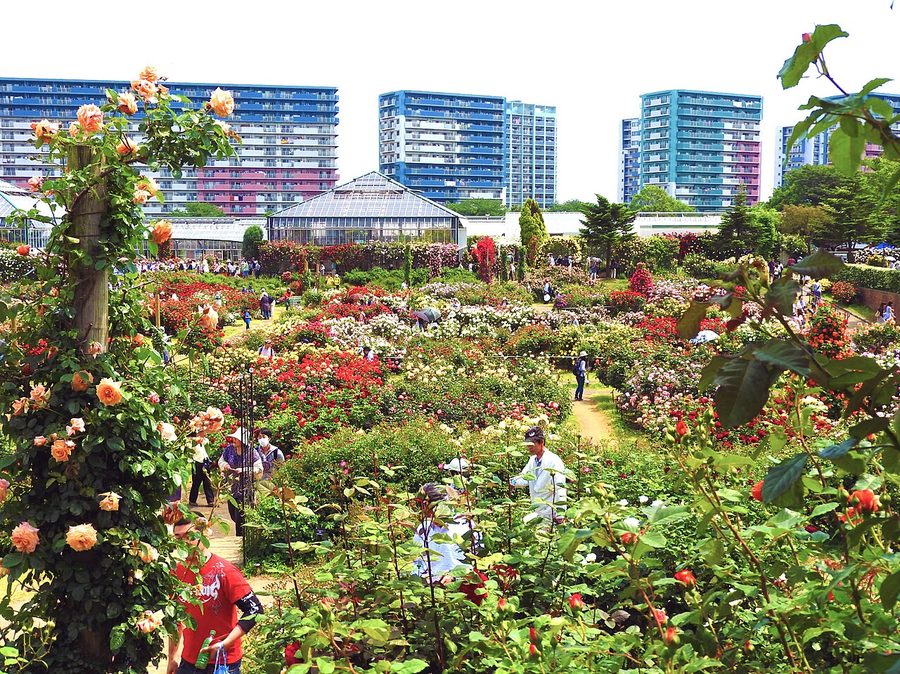 京成バラ園