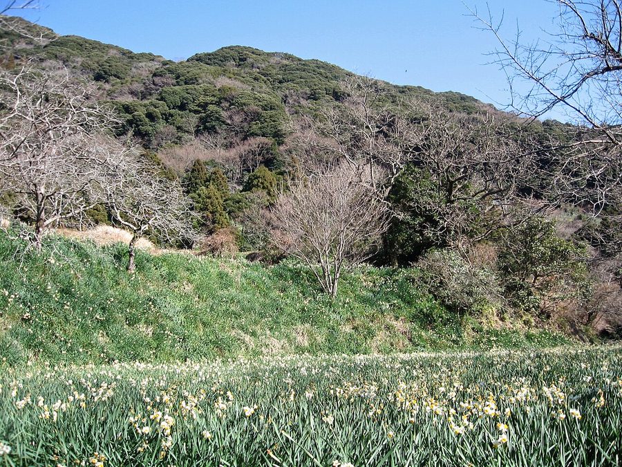 嵯峨山とスイセン畑