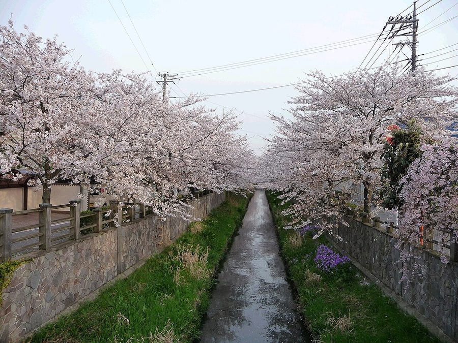 真間川沿いの桜並木