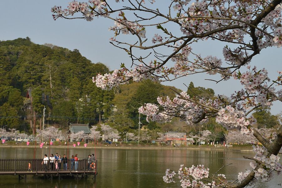八鶴湖の桜まつり