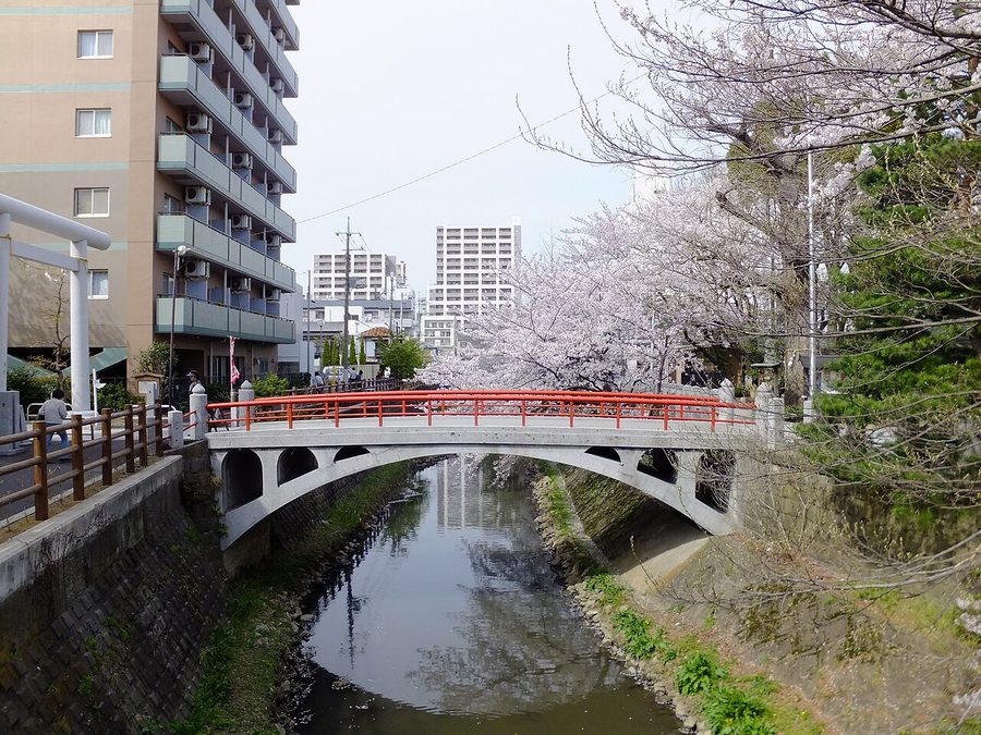 松戸神社そばの川に架かる橋と満開の桜並木