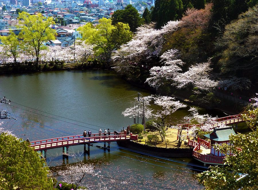 茂原公園の池を囲む桜並木