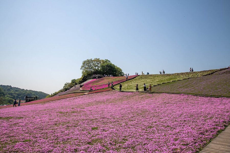東京ドイツ村の芝桜の丘