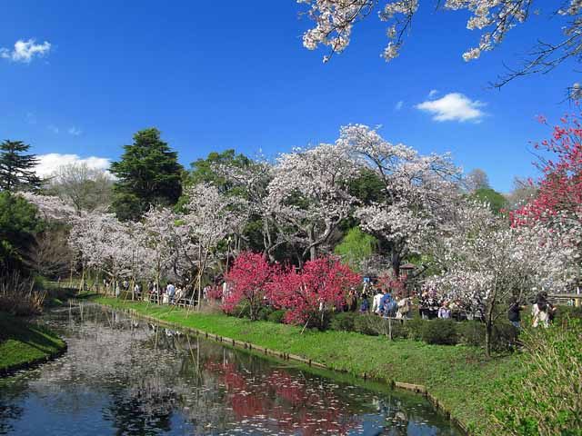 清水公園の花見の様子