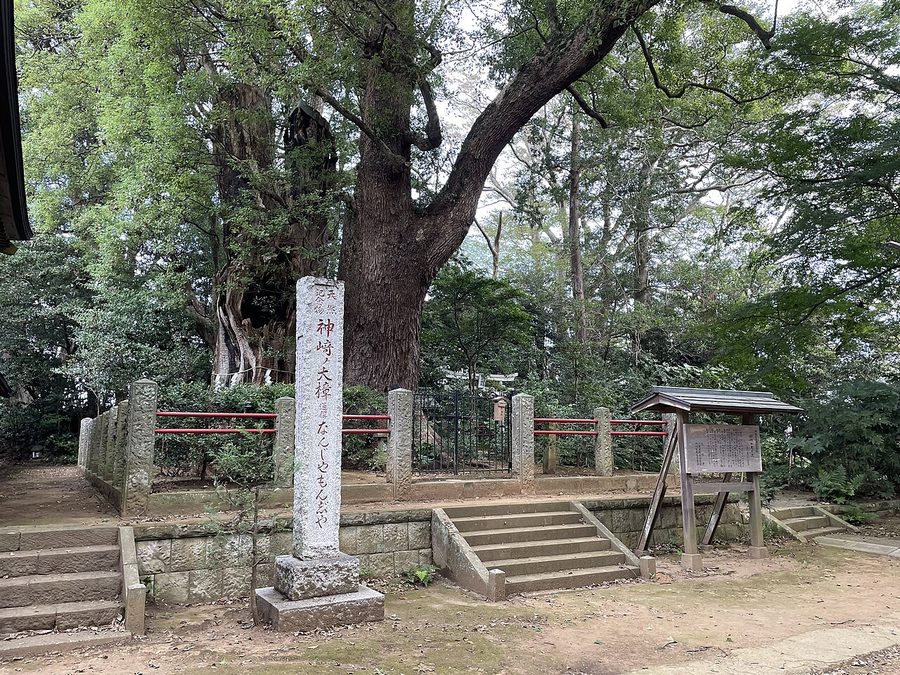神崎の大楠