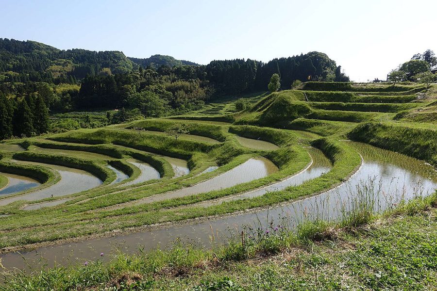 大山千枚田の棚田