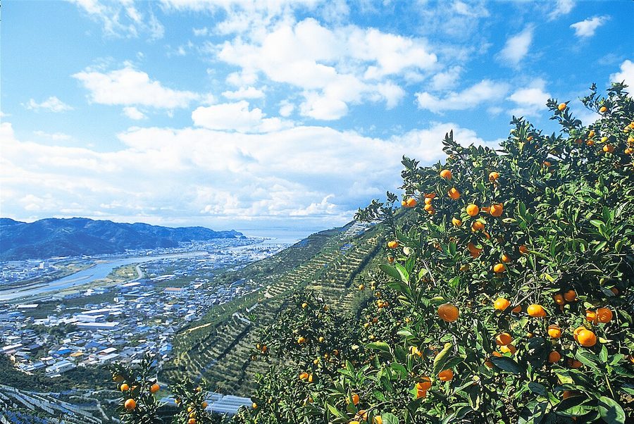 有田みかんの山