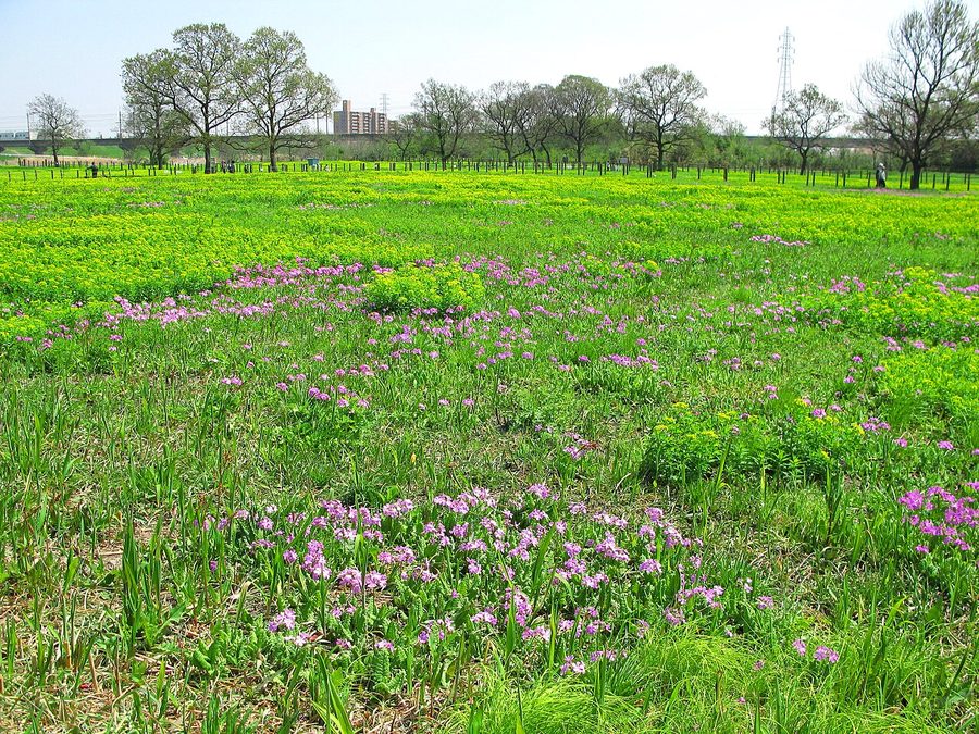 サクラソウ自生地